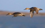 Ducks In Flight 39455