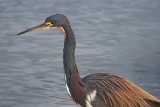 Tricolor Closeup 40925