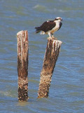 Osprey Perched On A Piling 40700