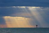 Gulf Sunrays 43108
