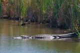 Alligator 43182
