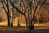 Goliad Trees 43700