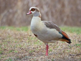 Egyptian Goose 20090314