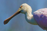 Two Spoonbills Atop A Tree 45090 (crop)