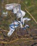 Breeding Egrets 45552