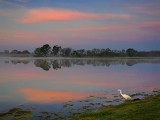 Egret Fishing At Sunrise 45424
