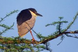 Heron On A Branch 45884