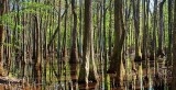 Mississippi Swamp 47122-3