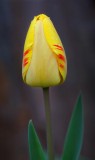 First Tulip 20090410