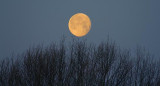 Moon Over A Bare Tree 20090411