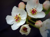 Apple Blossoms 20090413