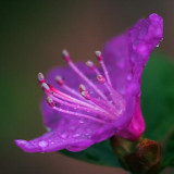 Wet Purple Flower 20090414