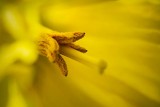 Daffodil Stamen 20090417
