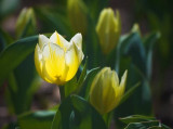 Backlit Yellow-White Tulip 48100