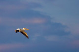 White Pelican In Flight 35572