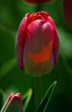 Red Tulips 48118-9