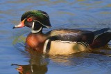 Wood Duck 20090513