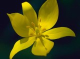 Yellow Tulip Closeup 20090514