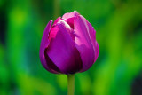 Purple Tulip 20090517