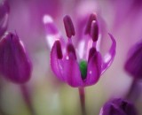 Purple Floret 49155