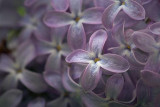 Lilac Closeup 20090527