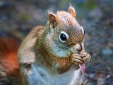 Red Squirrel Closeup 20090607