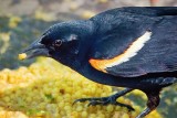 Red-winged Blackbird Closeup 48655