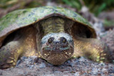 Turtle Closeup 20090618