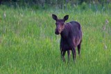 Moose At Dusk 01551