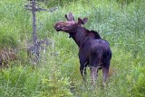 Curious Moose 02925