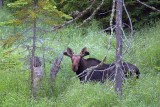 Curious Moose 02932