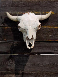 Cow Skull 20090801