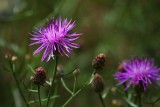 Purple Wildflowers & Buds 50113