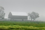 Barn In Fog & Rain 04851
