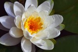 Water Lily 20090811