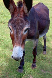 Donkey Up Close 04756
