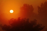 Foggy Sunrise Beside Two Trees 05360-3
