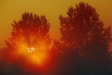 Foggy Sunrise Behind Two Trees 05392