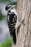 Woodpecker On A Tree 50757