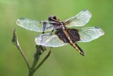 Dragonfly 50810
