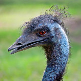 Emu Closeup 06128