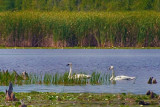 Swans In McLaren Marsh 50804