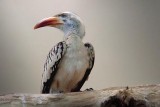 Red-billed Hornbill 06149