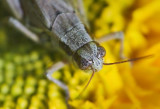 Grasshopper Closeup 50942
