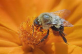 Bee On An Orange Flower 50965
