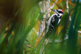 Woodpecker Through Marsh Grass 51146