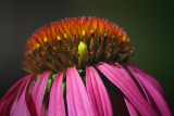 Bug On A Coneflower 51584