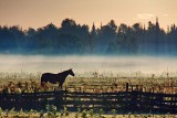 Horse & Mist 08004