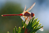 Backlit Dragonfly On A Pine 20090922