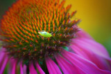 Bug On A Coneflower 51643